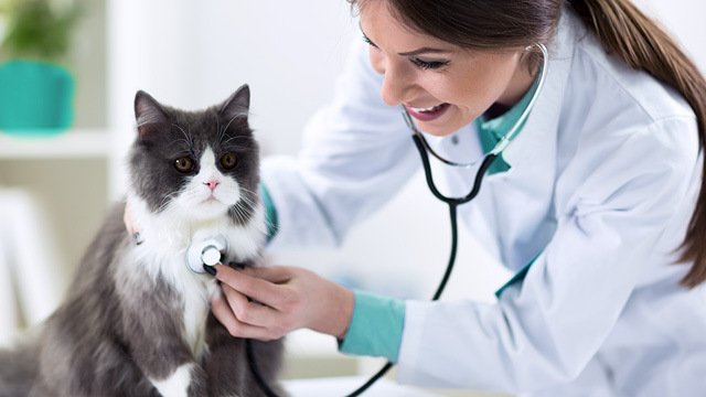 Vet Services in London