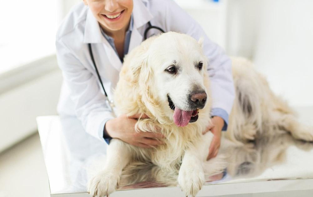 Mobile Vet Services