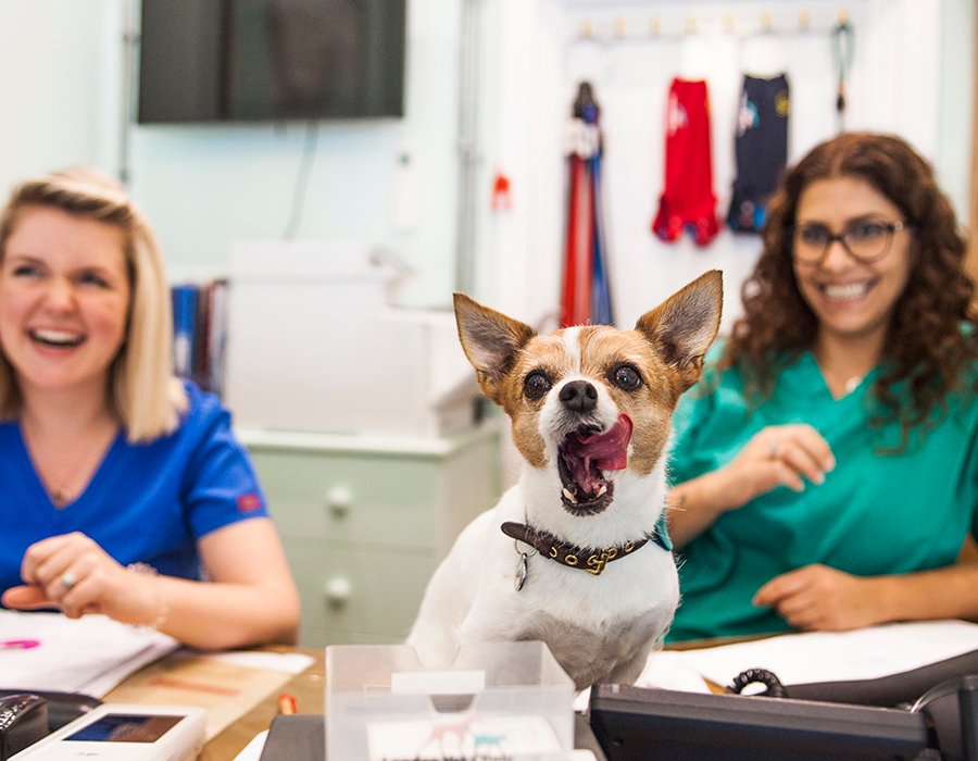 Vet Services in London
