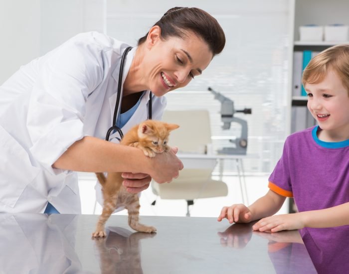 Veterinarian examining a cat with its owner in medical office Veterinarian examining a cat with its owner in medical office