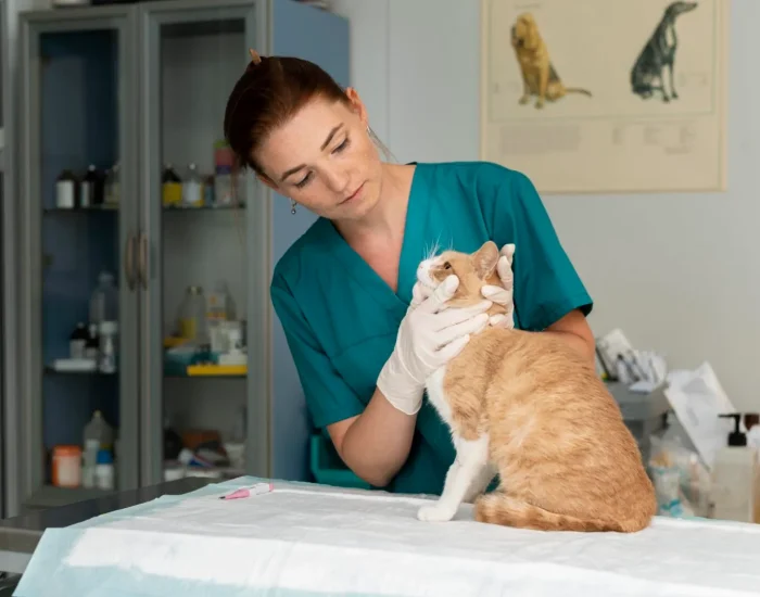 close-up-veterinarian-taking-care-cat (1) close-up-veterinarian-taking-care-cat (1)