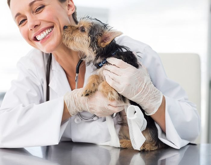 nh-veterinarians-1 nh-veterinarians-1