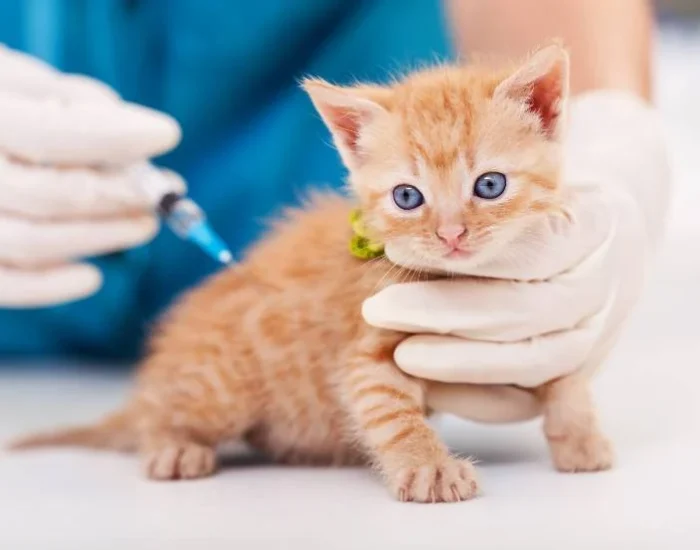 pet-vaccinations-hero pet-vaccinations-hero