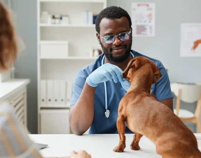 veterinarian-examining-dachshund-01 veterinarian-examining-dachshund-01